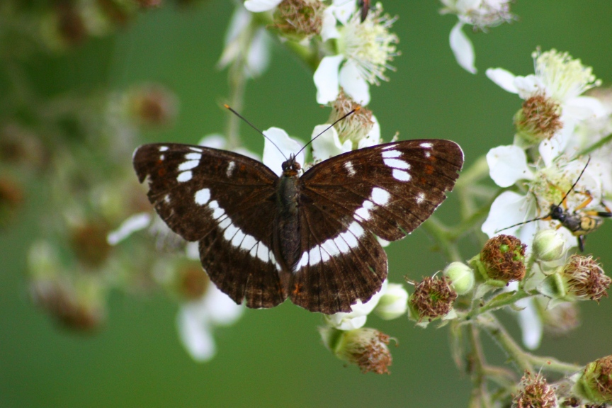 limenitis reducta?